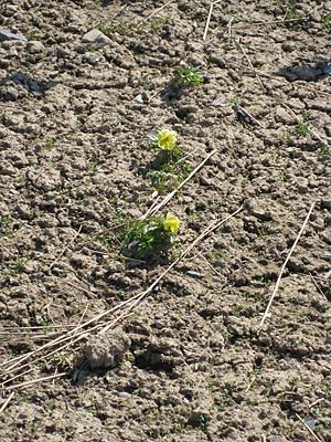 pansy unmulched